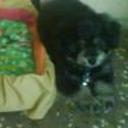 Pipo