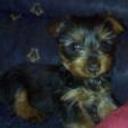 Miah