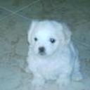 Bichi