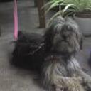 Lola