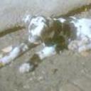 anterior