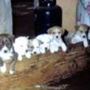 Bebes