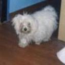 Chispita