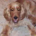 Rufo