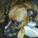Boxi