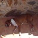 Golfo y wilma