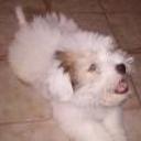 Frodo