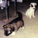 Dalma y oso