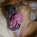 Taquito