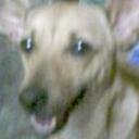 Pinina