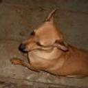 Pinina