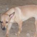 Pinina