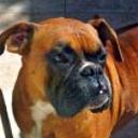 Tyson