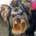 Chiqui