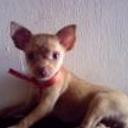 Cony