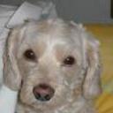 Camby