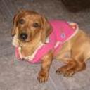 Canela