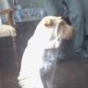 Athila