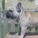 Valentino de rugabul