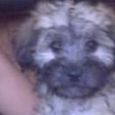 Chiquili