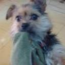 Ruso