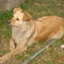 Pupi