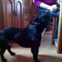 Roccosifredi