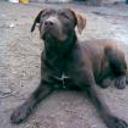 Jose