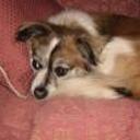 Toby