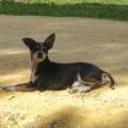 Galy