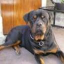 Bruno