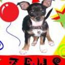 Zeus