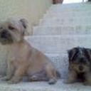 Bruno y chimpi