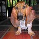 Aquiles