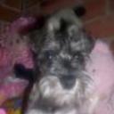 Gandalf