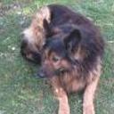 Yako