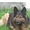 Yako