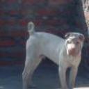 Athila