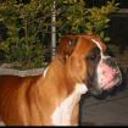 Scooby