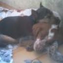 Corko