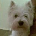 Lucho