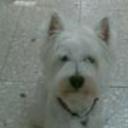 Lucho