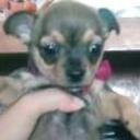Estrella