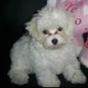 Abril paola raveli torres