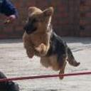 Jerry lee