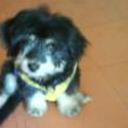 Pipo jose
