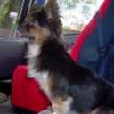 Sofi