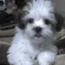 Ponchi
