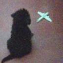 Cleo