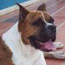 Tuxon